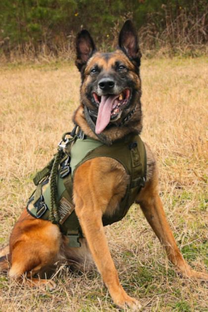 War Dog: A Soldier's Best Friend