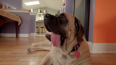 A Backyard to Drool For