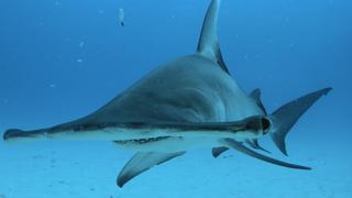 How Smart Are Sharks? How Smart Are Sharks?