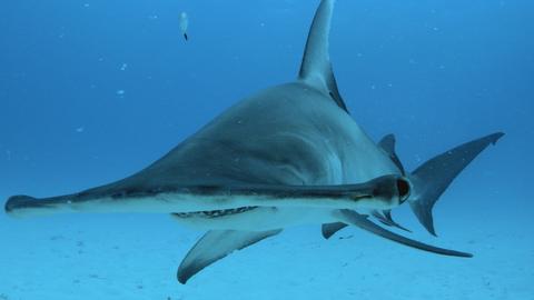 How Smart Are Sharks?