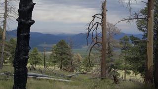 Coconino National Forest