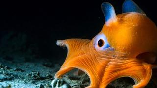 The Deep