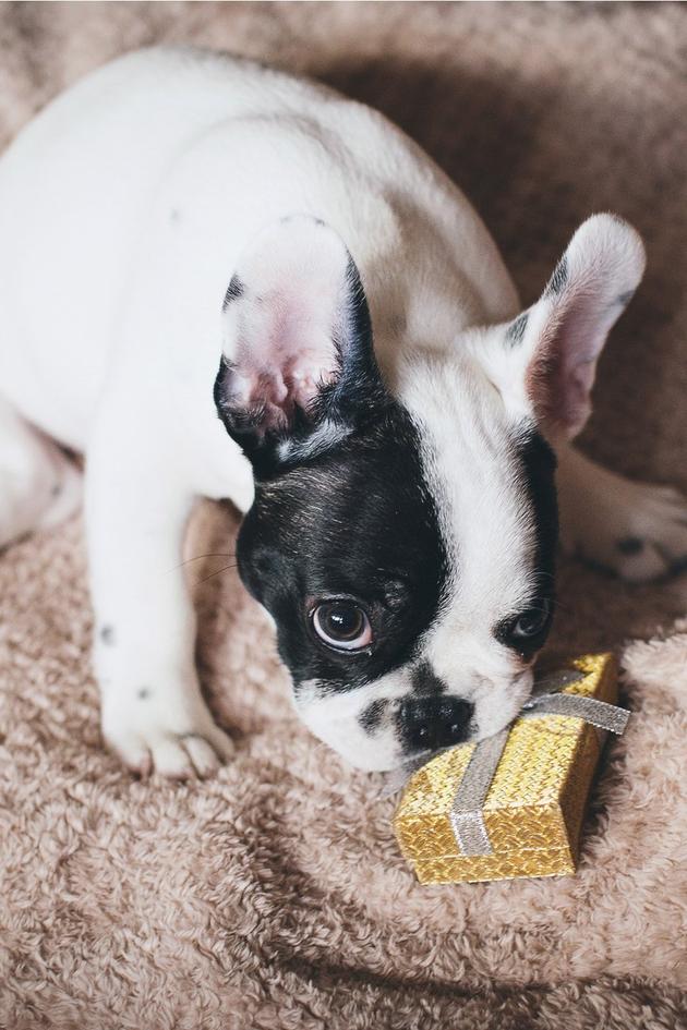 Gifts for Pet Lovers