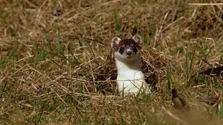 The Jura Mountains The Jura Mountains