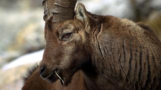 Winter in the Swiss Alps