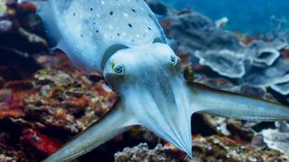 Coral Reefs Coral Reefs