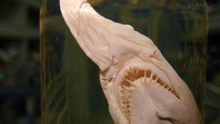 Mysteries at the Museum