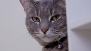 My Daughter's Cat Is A Bully! My Daughter's Cat Is A Bully!