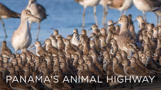 Panama's Animal Highway