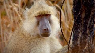 Zambia's Peaceful Primates Zambia's Peaceful Primates