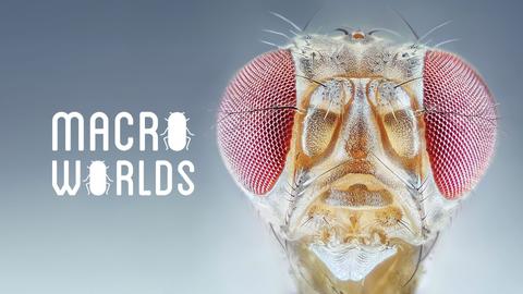 Macro Worlds