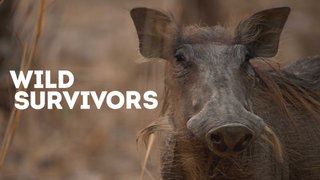 Wild Survivors