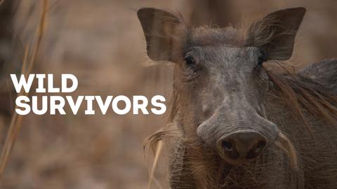 Wild Survivors