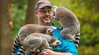 Lady Boss Lemur Lady Boss Lemur