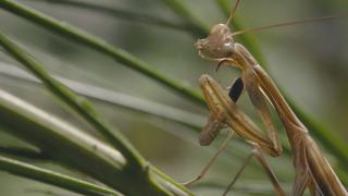 Meadow of Horror Meadow of Horror