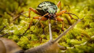 God's Darling: Beetles God's Darling: Beetles