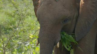 The Mating Game The Mating Game