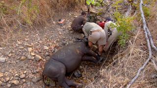 Operation Rhino Operation Rhino