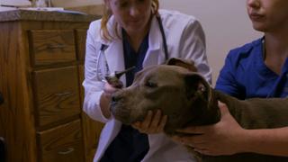 Pit Bulls and Parolees