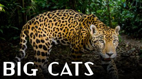 Big Cats