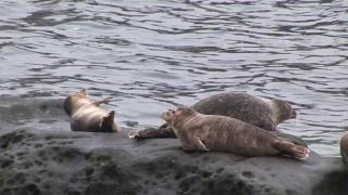 From Cradle to Sea From Cradle to Sea