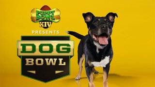Puppy Bowl Presents: The Dog Bowl