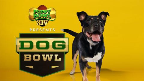 Puppy Bowl Presents: The Dog Bowl