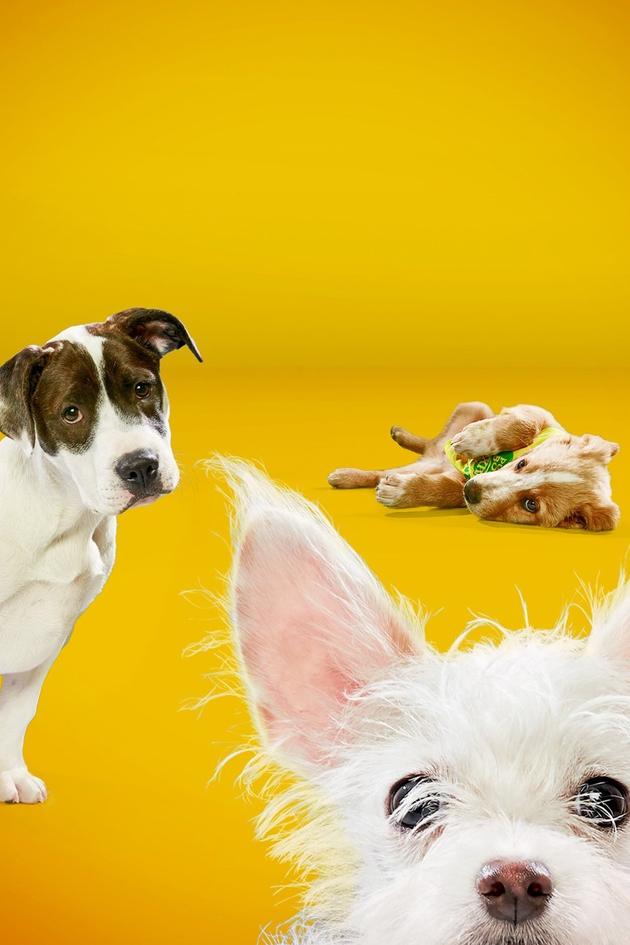 Puppy Bowl Presents: The Dog Bowl