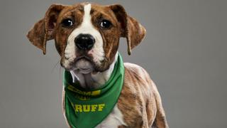 Pit Bulls and Parolees