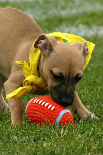 Puppy Bowl: Training Camp Confidential