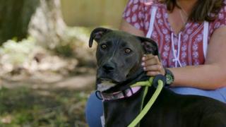 Pit Bulls and Parolees