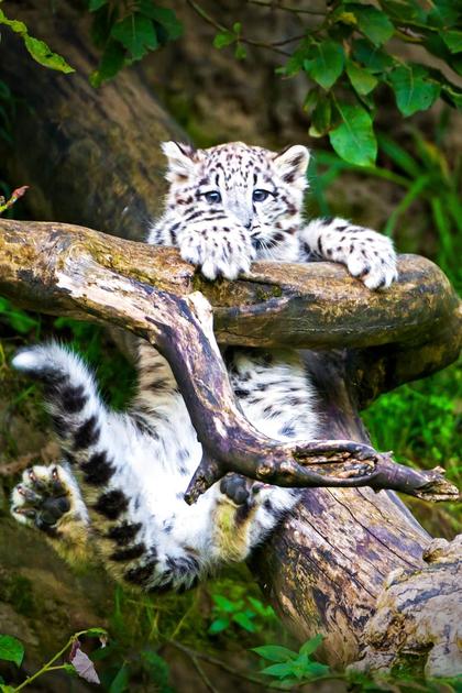 The Zoo: Bronx Tales