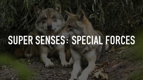 Super Senses: Special Forces