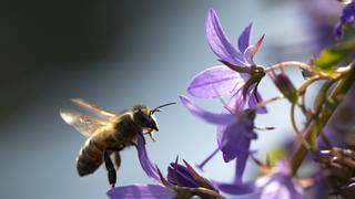 Air Forces Air Forces