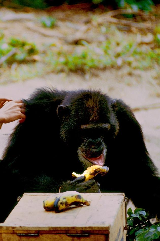 Saving Paradise Islands