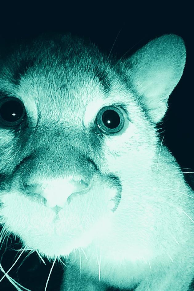 The Mountain Lion and Me