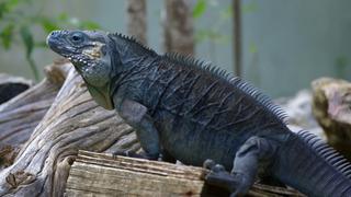 Cayman Islands Cayman Islands