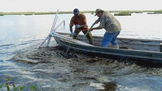 Swamp People