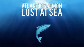 Atlantic Salmon: Lost at Sea