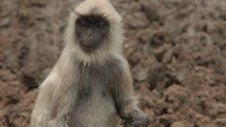 Search for the Secret Bear