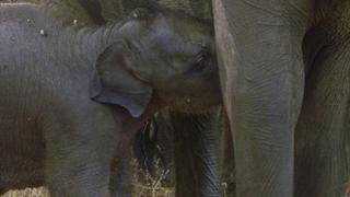 The Elephant Dilemma