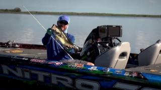 Monster Bass in Shallow Grass