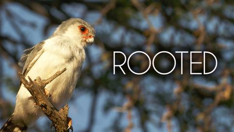 Rooted