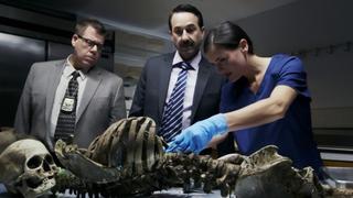 A Mystery in the Pines A Mystery in the Pines