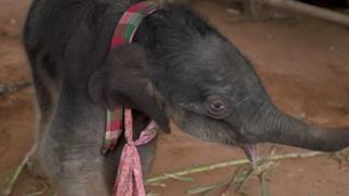 Into the Elephant Kingdom