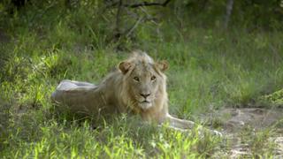 Into the Lion's Den Into the Lion's Den