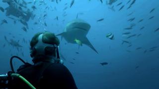 Surrounded by Sharks