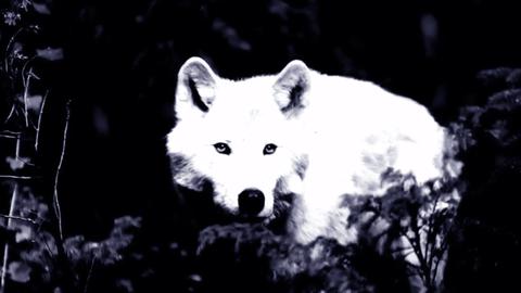 White Wolf of Newfoundland