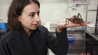 Fighting Insectageddon Fighting Insectageddon