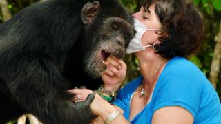Estelle's Favorite Chimp
